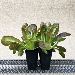 Lettuce 'Rosaine' 6 Pack