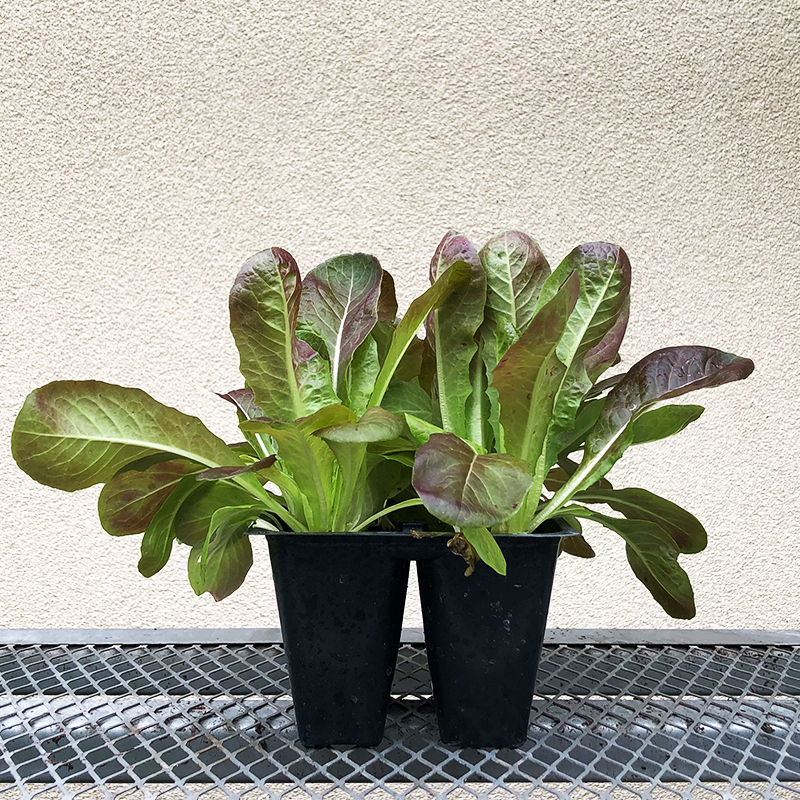 Lettuce 'Rosaine' 6 Pack