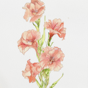 Watercolor Gladiolus