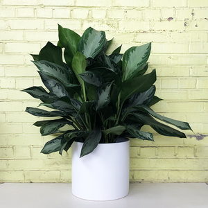 Aglaonema 'Silver Bay'