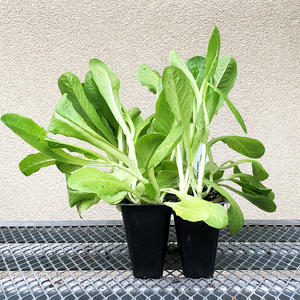 Lettuce 'Dragoon' 6 Pack
