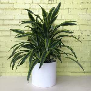 Dracaena 'Lemon Lime'