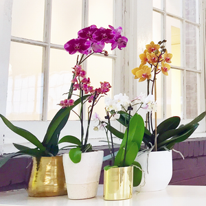 Orchid Care