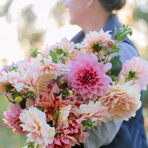 Dividing Dahlia Tubers