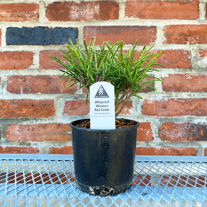 Thuja plica 'Whipcord' - Bowood Farms