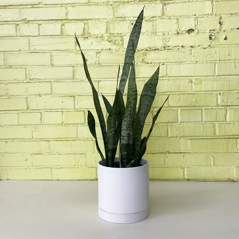 sansevieria burmanica Sansevieria 'Zeylanica'