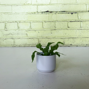 Crispy Wave Fern