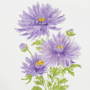 Watercolor Aster