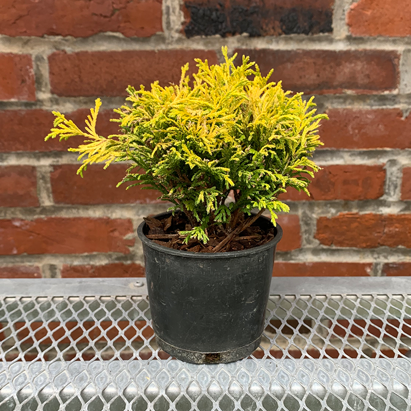 Chamaecyparis pis 'Golden Mop' 4"