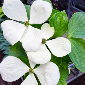 Cornus 'Venus'