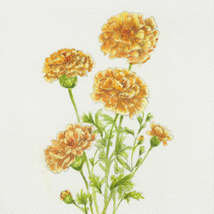 Watercolor Marigolds