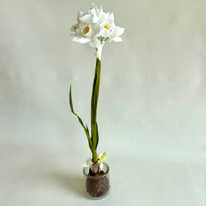 Paper Paperwhite Bulb Workshop