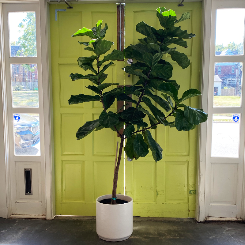 brazilian fiddle leaf fig tree Ficus lyrata Standard