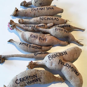 Dividing Dahlia Tubers