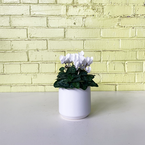 Cyclamen White