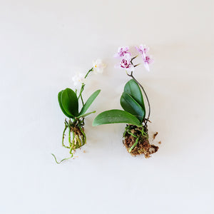 Orchid Care