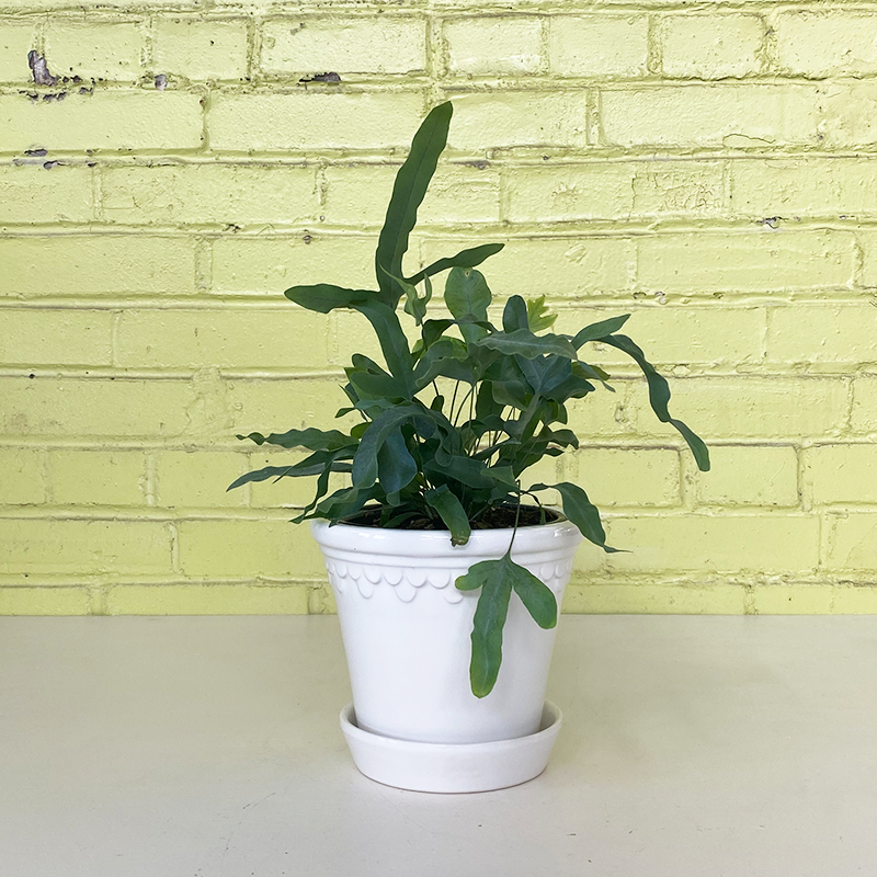 Blue Star Fern