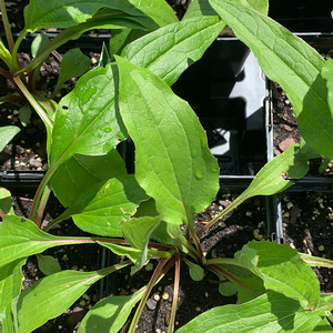 Echinacea purpurea Q01