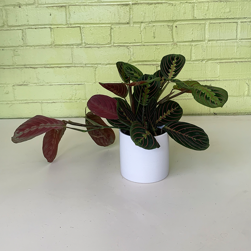 Maranta leu erythroneura