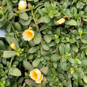 Portulaca 'Lemon Twist' 4"