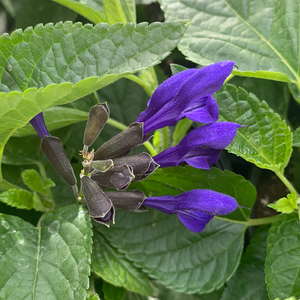 Salvia 'Black & Blue' 4"