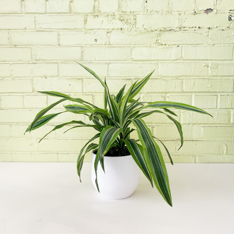 dracaena lemon plant Dracaena 'Lemon Lime'