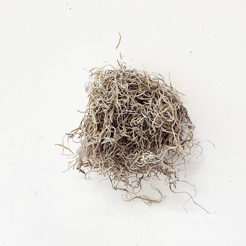 Spanish Moss 8 oz
