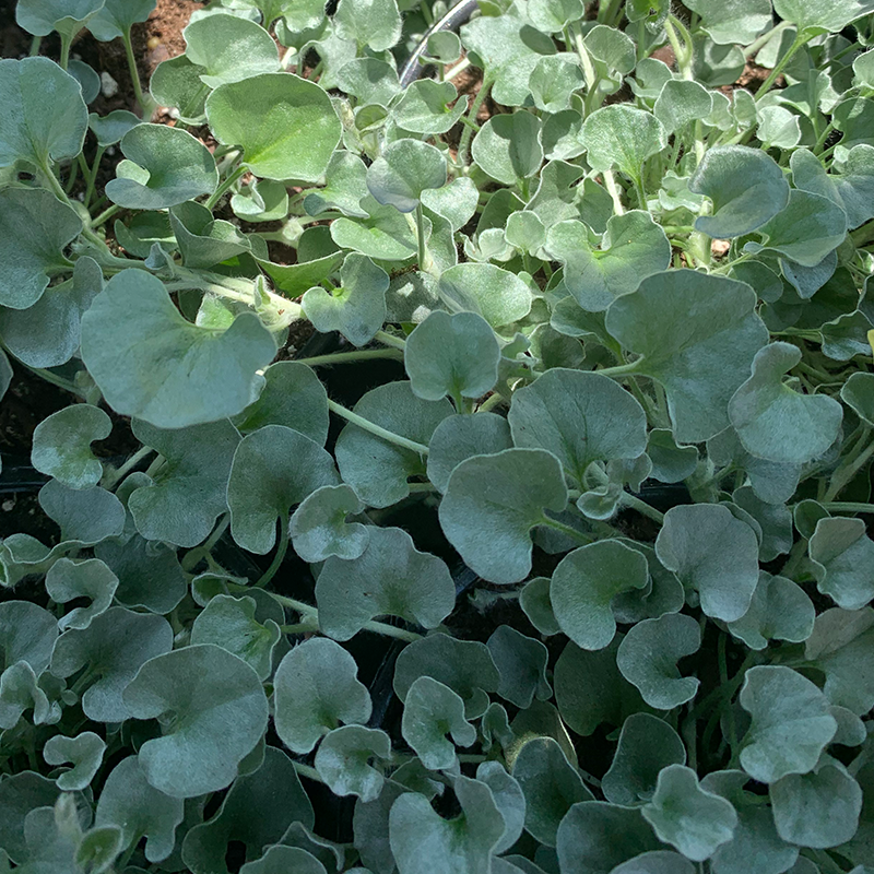 Dichondra 'Silver Falls' 4"