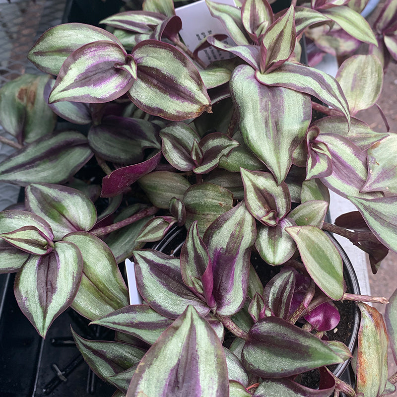 Tradescantia 'Purple-Silver' 4"