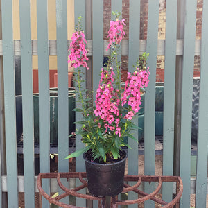 Angelonia 'Perfectly Pink' 6"