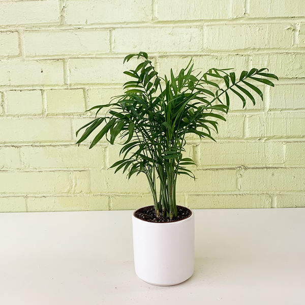 large parlor palm Parlor Palm