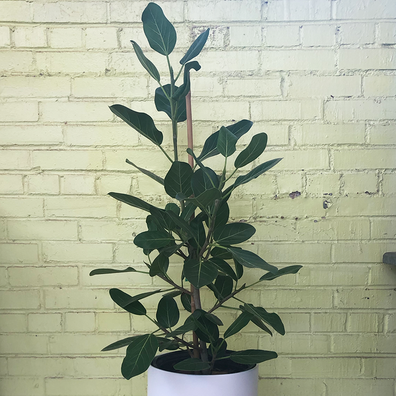 ficus audrey banyan Ficus benghalensis 'Audrey'