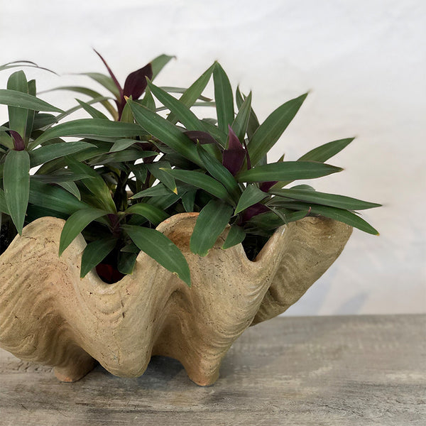 Aged Conch Shell Planter Large - Bowood Farms