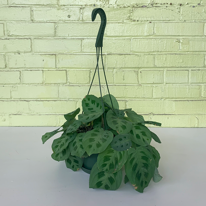 Maranta 6" Hanging Basket