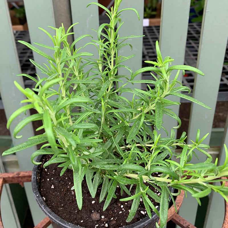 Rosmarinus off 'Barbeque' G01