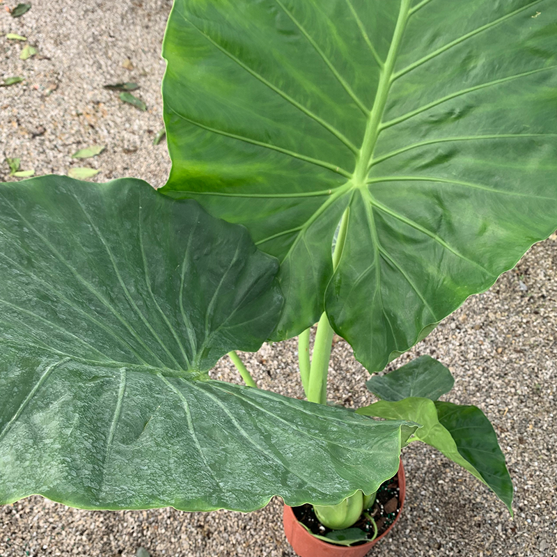 alocasia borneo giant elephant ear plant Alocasia 'Borneo Giant' 10"