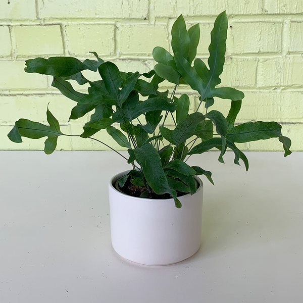 Blue Star Fern - Bowood Farms