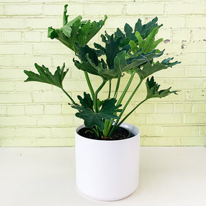 Philodendron selloum