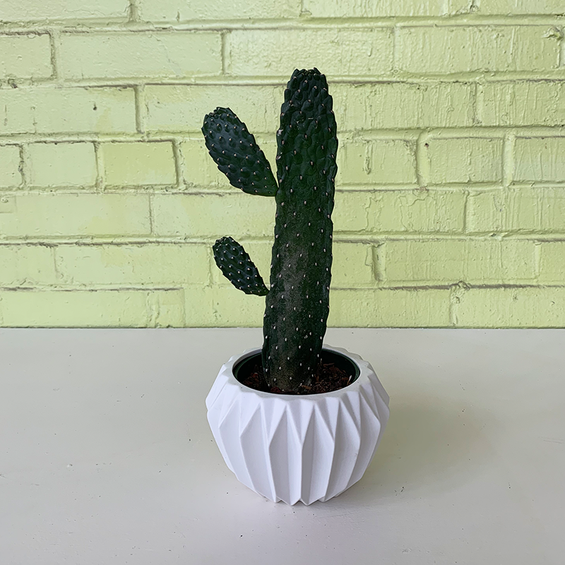 Opuntia 4"