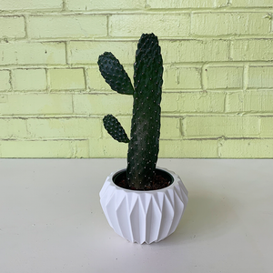 Opuntia 4"