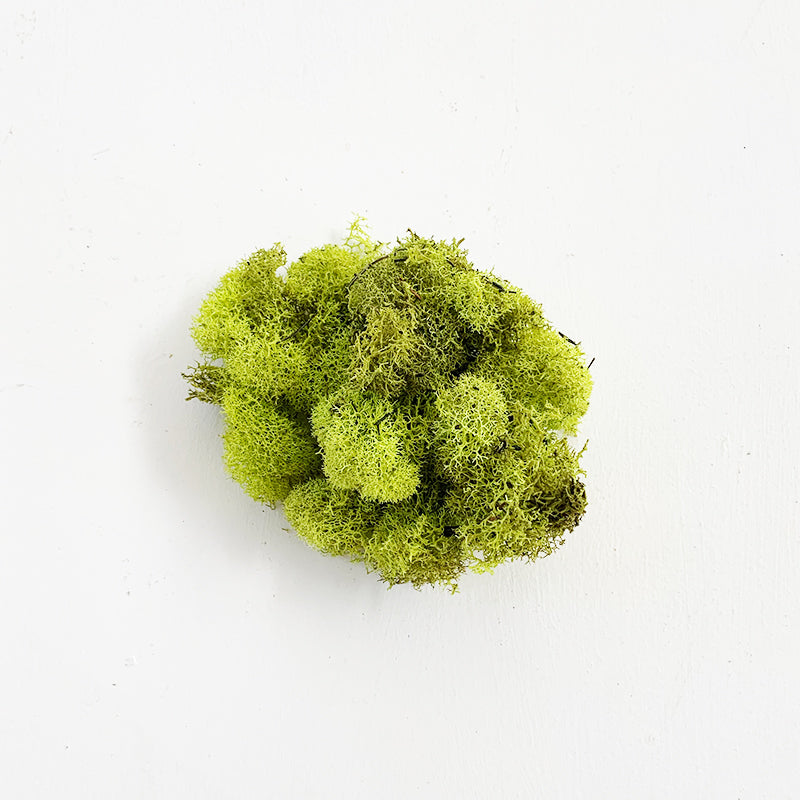 Reindeer Moss Chartreuse 8oz