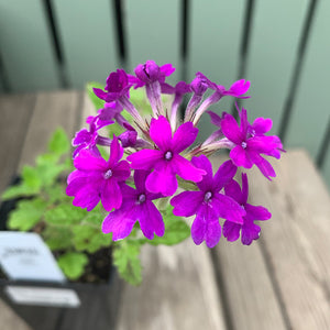 Verbena 'Homestead Purple' Q01