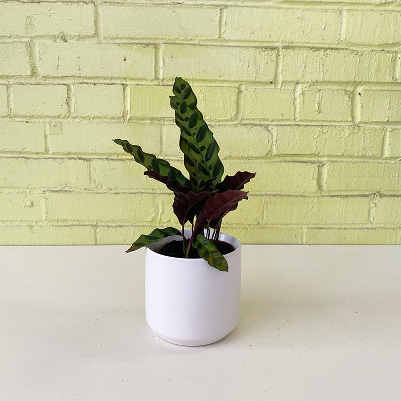 Calathea lancifolia