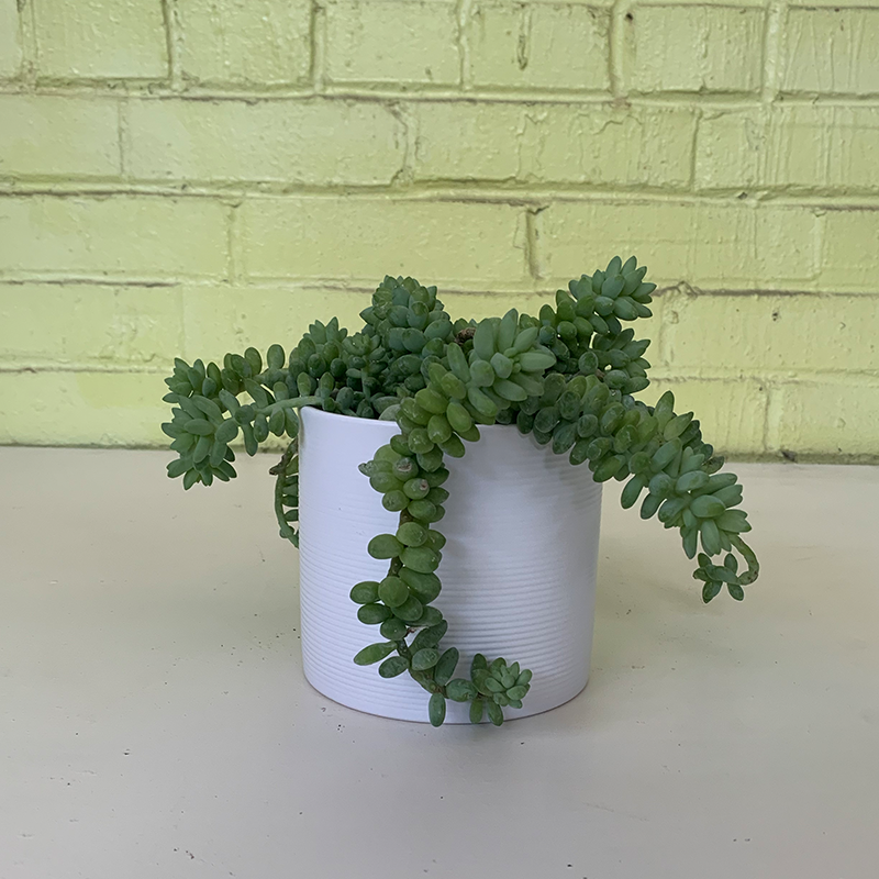 Trailing Burrito 4"