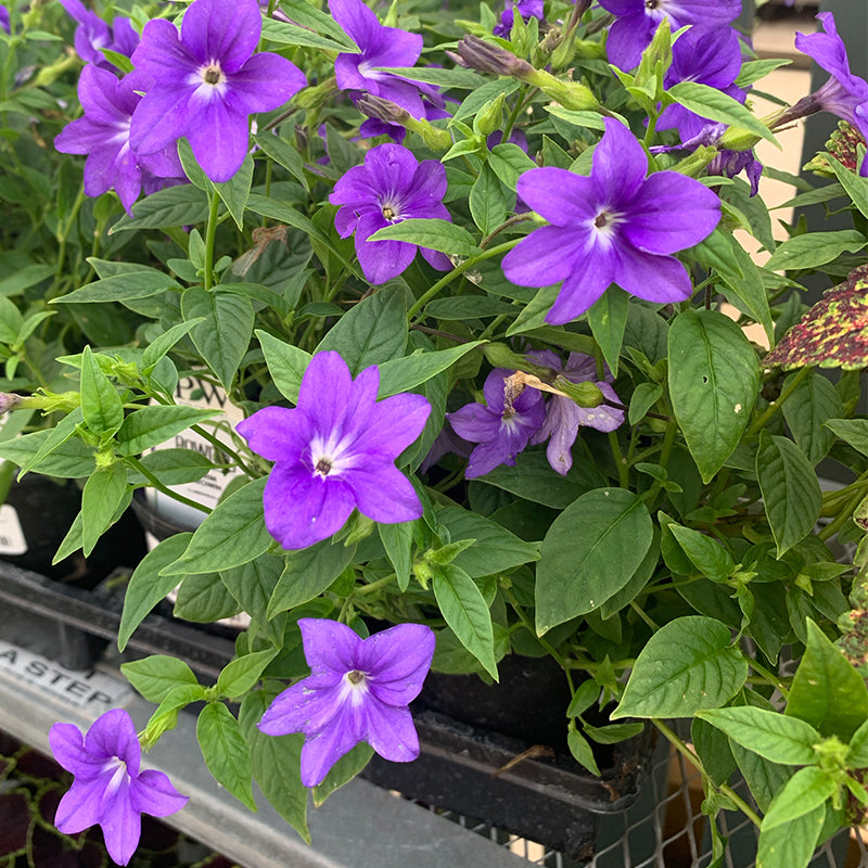 Browallia 'Illumination' 4"
