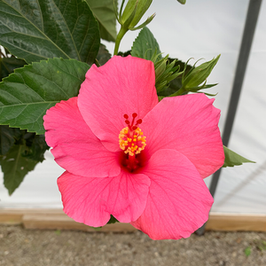 Hibiscus Pink 10" Standard