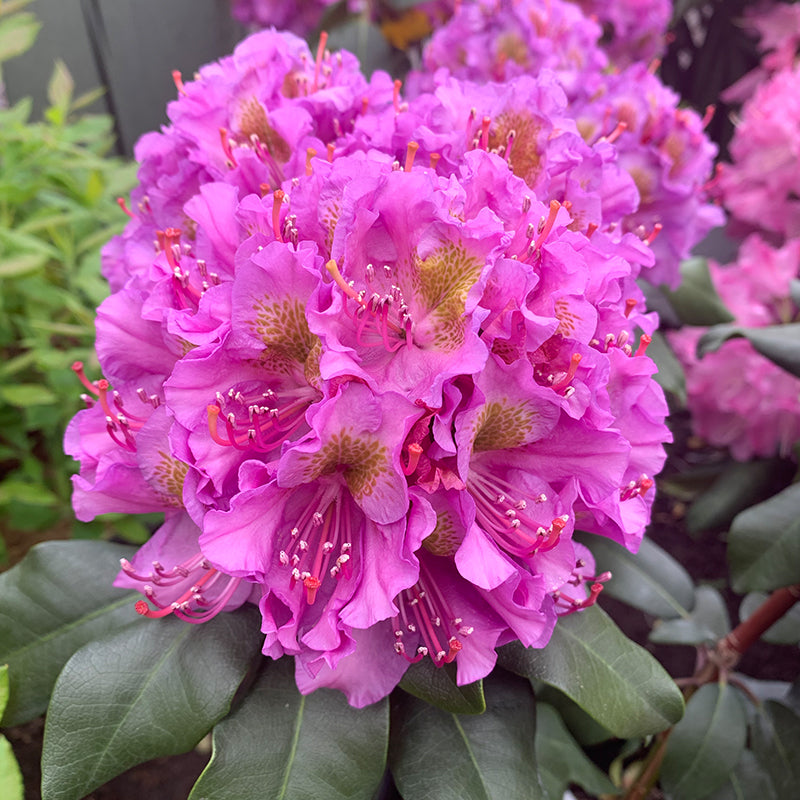 Rhododendron 'Dandy Man Purple'