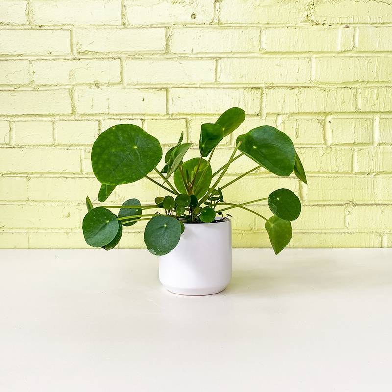 Pilea peperomioides