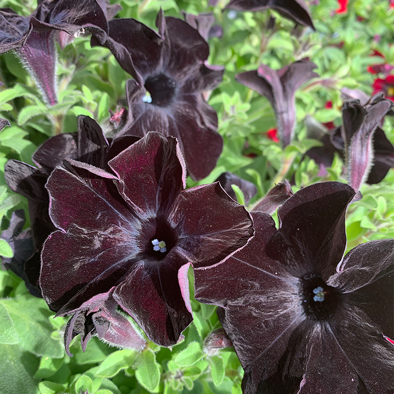 Petunia 'Black Mamba' 6"