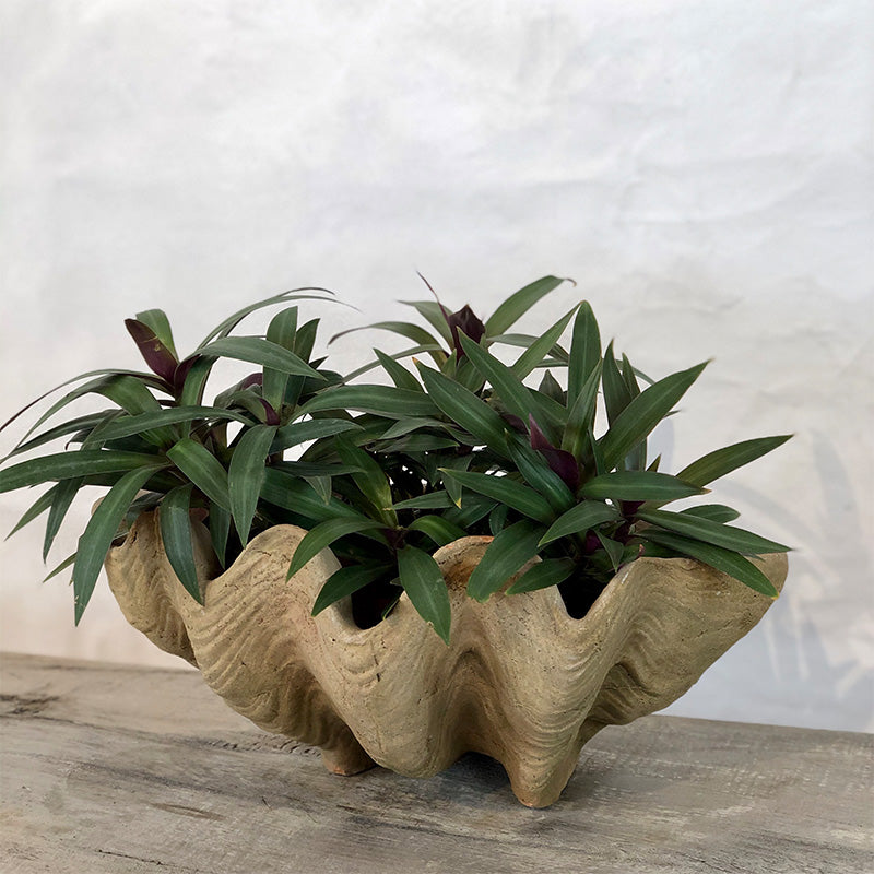 Aged Conch Shell Planter Large